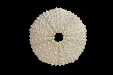 Test d'oursin sans plaque madréporique